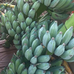 Bananas Assorted Fresh Tropical Fruit IN SEASON image 1