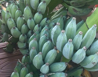 Bananas (Assorted) -- Fresh Tropical Fruit -- IN SEASON