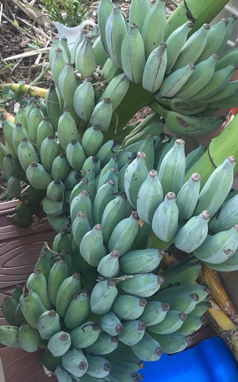 Bananas Assorted Fresh Tropical Fruit IN SEASON image 1