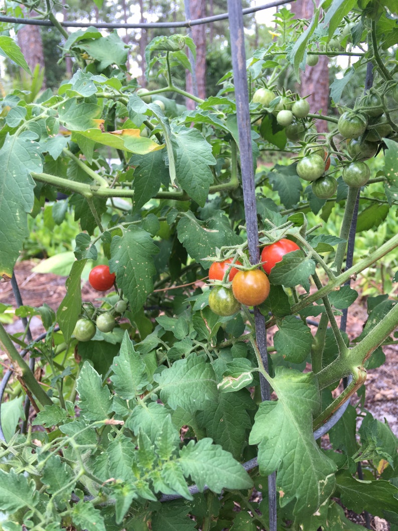 以下が含まれることがあります： 緑の葉と熟したトマトの房があるトマトの植物。赤いトマト、緑のトマト、そして色の変わるトマトがあります。植物はワイヤーフレームで支えられています。