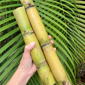 May include: Two cylindrical segments of raw sugarcane featuring a light green and yellow exterior with distinct horizontal nodes and dark brown rings. The stalks have a smooth, fibrous texture and are cut straight at the ends, showing a solid interior.