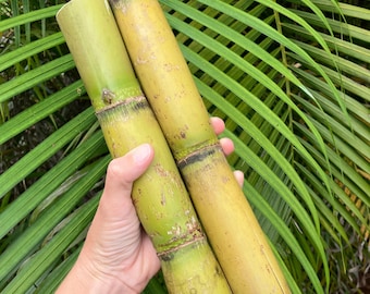 Sugarcane Cuttings 'Louisiana Green' (Saccharum officinarum)