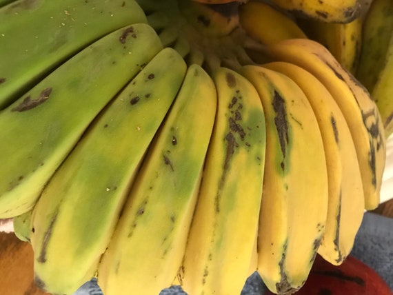 Praying Hands Bananas Fresh Tropical Fruit IN SEASON 