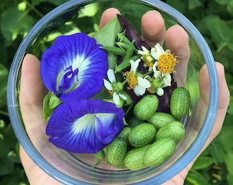 Mexican Sour Gherkin Cucumber Seeds (Melothria scabra) "Cucamelon"