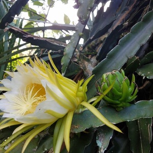 Dragonfruit Cuttings -- Red Skin/White Flesh