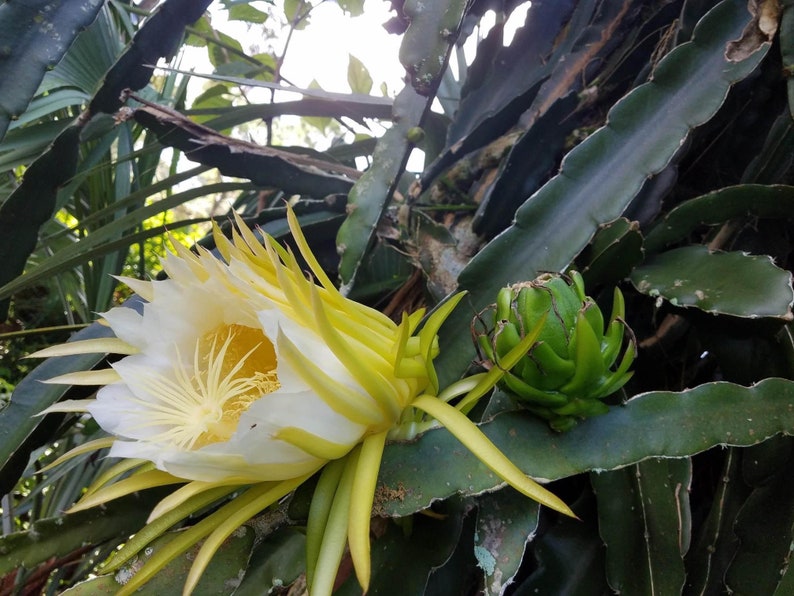 May include: A dragon fruit plant in close-up, featuring a large, open white flower with yellow stamens. A green, unripe dragon fruit is visible. The plant has green, fleshy stems, set against a backdrop of green foliage.
