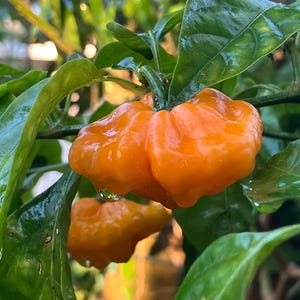 May include: Close-up of a vibrant orange habanero pepper, showcasing its unique shape and texture. The pepper is attached to a green stem, surrounded by lush green leaves. Water droplets cling to the pepper and leaves, suggesting recent rainfall. A second pepper is visible.