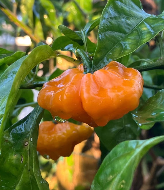 Jamaican Scotch Bonnet Pepper Seeds (Capsicum chinense)