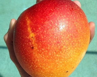 PRE-ORDER Fresh Mangoes (Assorted) -- Fresh Tropical Fruit -- SHIPS 6/6