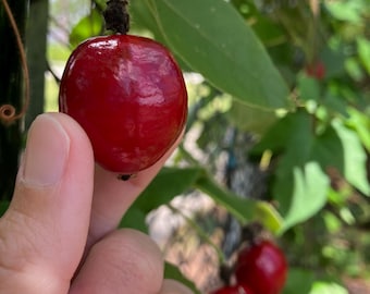 Red Passionfruit Seeds (Passiflora foetida)