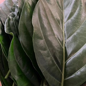 Noni Tree Leaves — Fresh Herbs -- IN SEASON