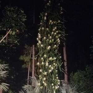 May include: A night-time view of a tall plant covered in white flowers. The plant is surrounded by green foliage, including palm trees, with a dark backdrop. The white flowers are the most prominent feature, creating a strong visual contrast in the scene.