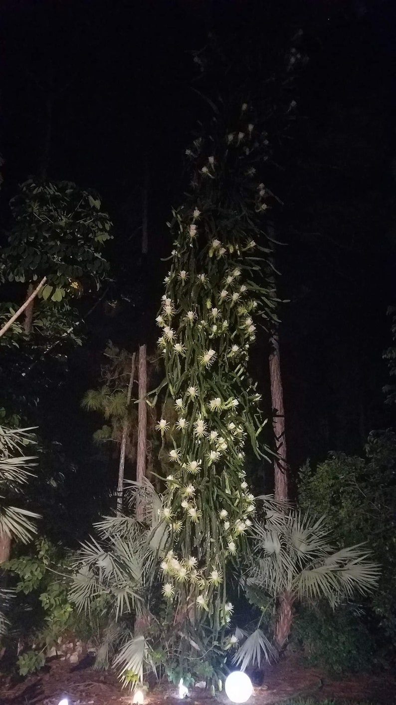 May include: A night-time view of a tall plant covered in white flowers. The plant is surrounded by green foliage, including palm trees, with a dark backdrop. The white flowers are the most prominent feature, creating a strong visual contrast in the scene.