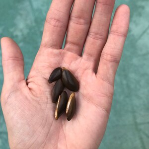 Sapodilla Seeds (manilkara zapota)
