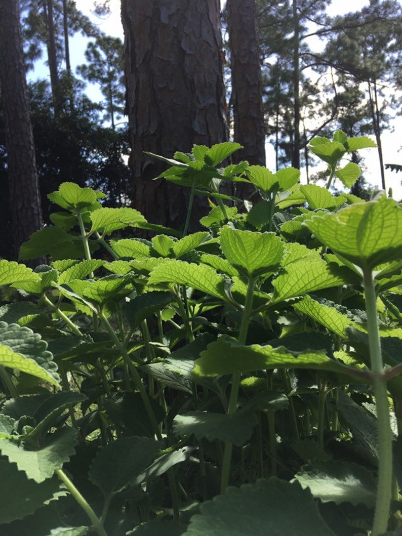 May include: A close-up of a patch of green leafy plants growing in a forest setting. The plants have large, serrated leaves and are growing tall and lush.