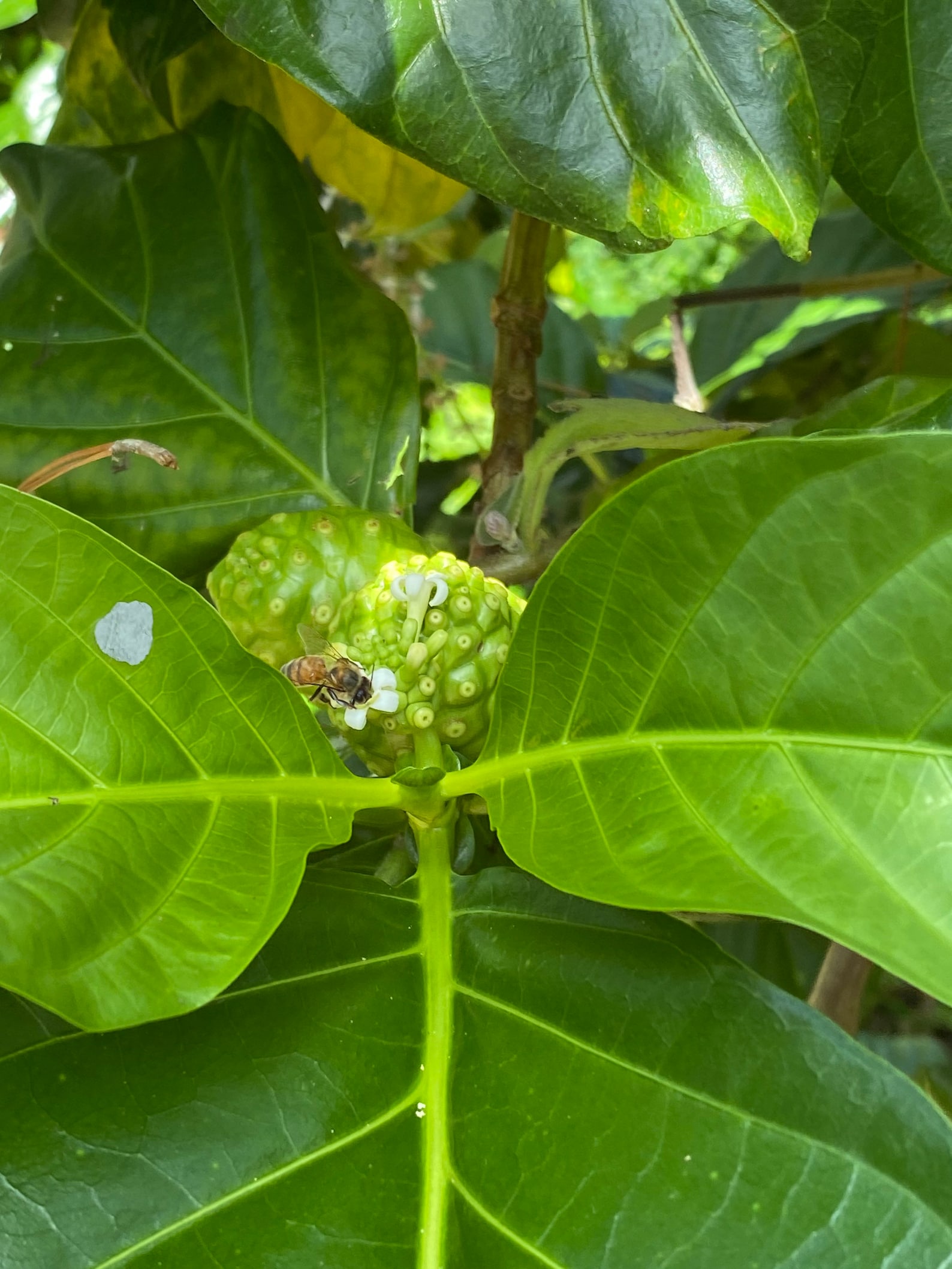 Noni Tree Leaves Fresh Herbs Etsy