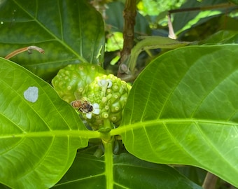 Noni Tree Leaves — Fresh Herbs