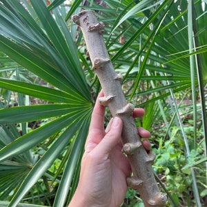 Cassava Cuttings // Yuca Cuttings (Manihot esculenta)