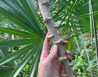 Cassava Cuttings // Yuca Cuttings (Manihot esculenta)