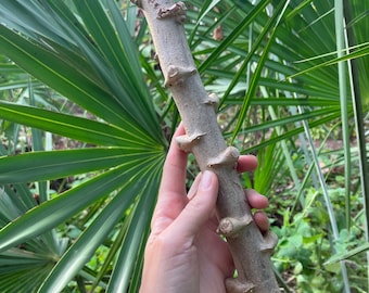 Boutures de manioc // Boutures de yuca (Manihot esculenta)