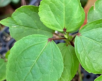 Jamaican Sorrel Plants (Hibiscus sabdariffa)