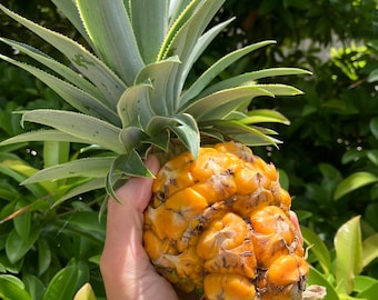 Puerto Rico Pineapple Slips | 3 Vine of Espina Suckers | Ananas Comosus  Tropical Plant - Etsy