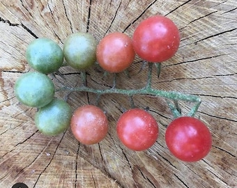 Heirloom Everglades Tomato Seeds (Solanum pimpinellifolium)