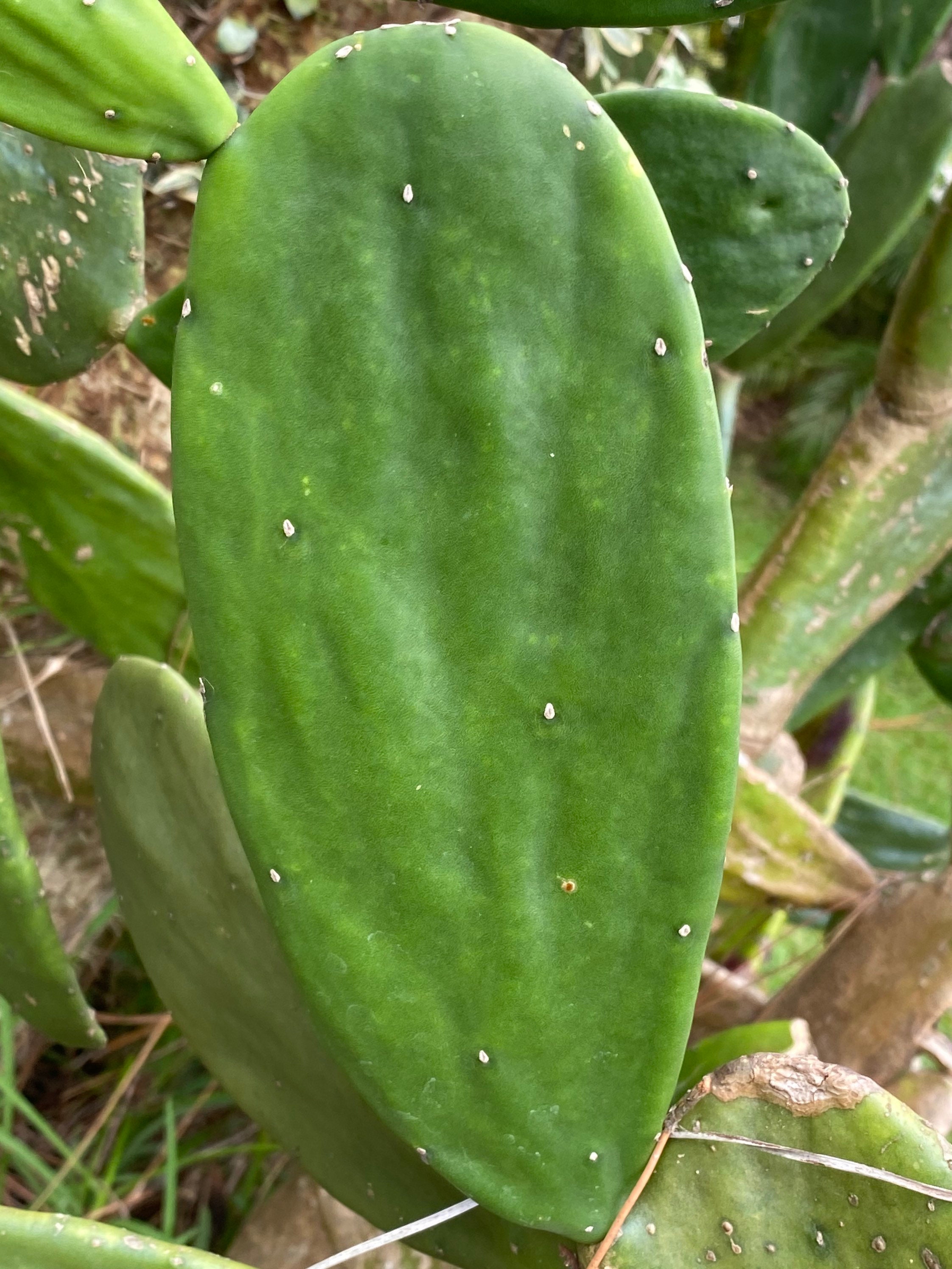 Cactus Pad Cuttings Opuntia cochenillifera Etsy