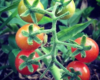 Heirloom Everglades Tomato Seeds