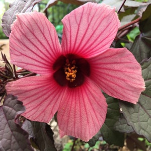 Cranberry Hibiscus Seeds (Hibiscus acetosella)