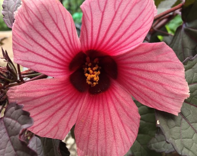 Cranberry Hibiscus, Edible Organic Live Plant, Hibiscus Acetosella