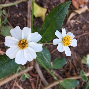 May include: Two white flowers with yellow centers and green leaves. The larger flower on the left has multiple white petals surrounding a textured yellow disk, while the smaller flower on the right features a similar yellow center and white petals.
