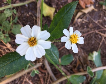 Spanish Nettle Seeds -- Butterfly Nectar Plant (Bidens alba)