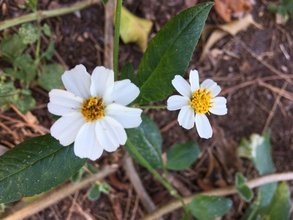 Spanish Nettle Seeds -- Butterfly Nectar Plant (Bidens alba)