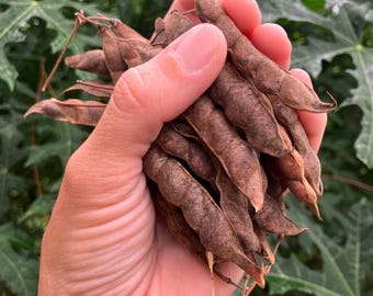 Pigeon Pea Seeds (Cajanus cajan) -- Red Gram Shipping Now