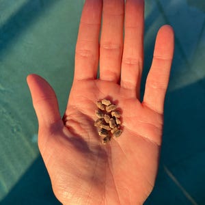 Cerasee Seeds (Momordica charantia)