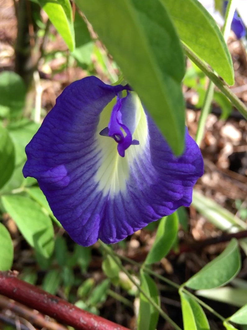 PRÉ-COMMANDE Graines de pois papillon bleu Clitoria ternatea Expédition en JUIN image 1