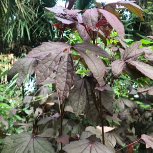 Cranberry Hibiscus Plants (Hibiscus acetosella)