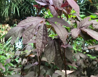 Cranberry Hibiscus Plants (Hibiscus acetosella)