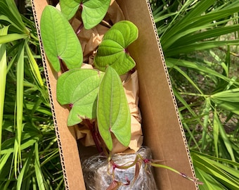 Purple Ube Yam Plants (dioscorea alata) - 4” Pot