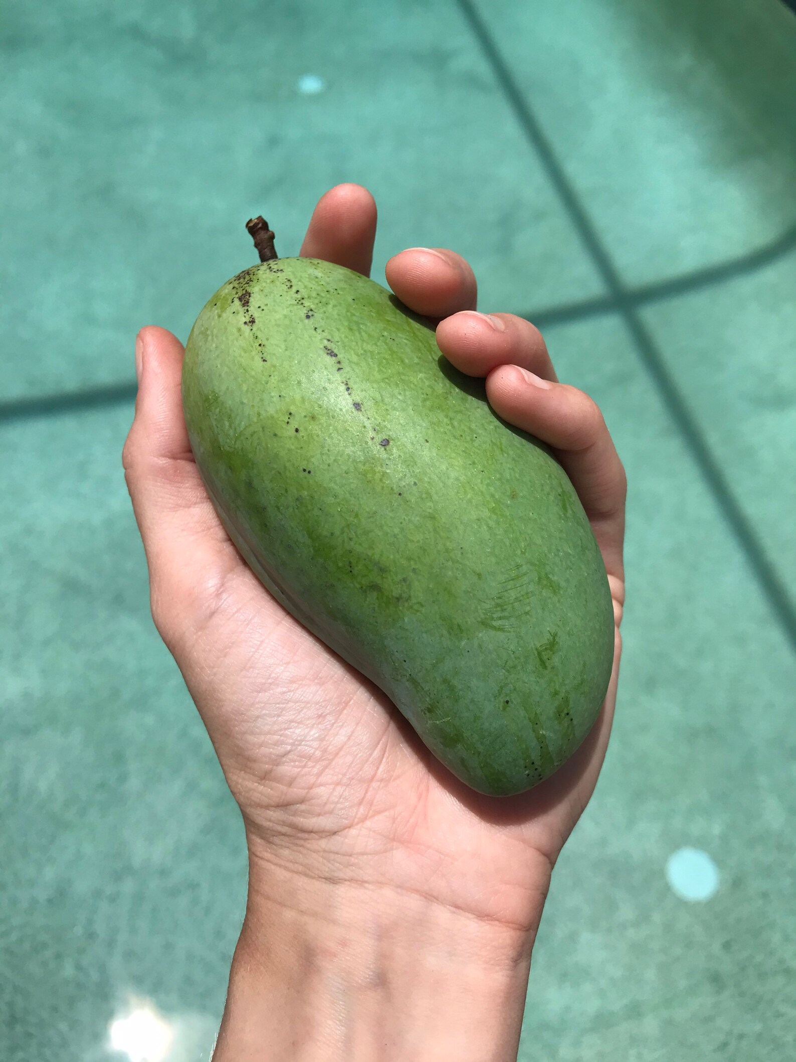 PREORDER Fresh Mangoes Assorted Fresh Tropical Fruit Etsy