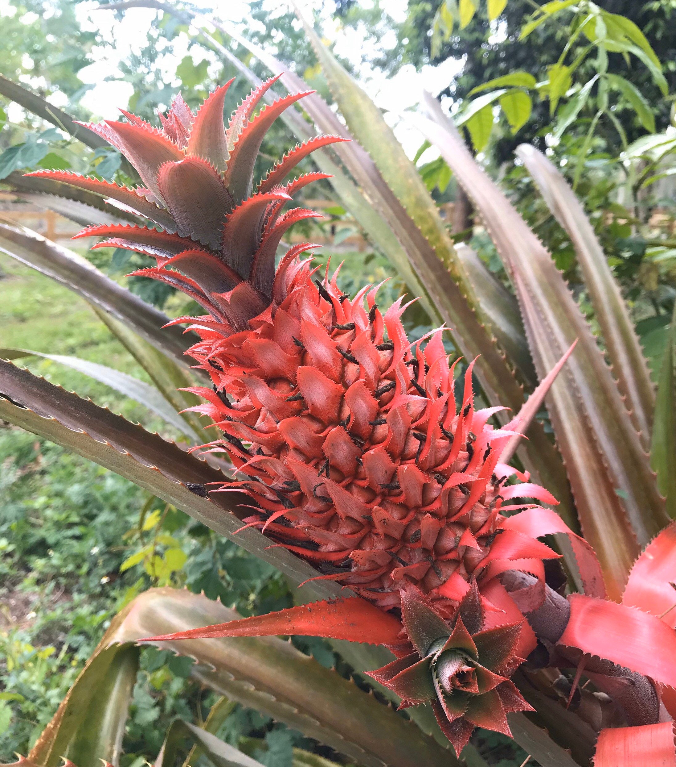 PREORDER Brazilian Red Pineapple Ananas bracteatus Fresh Etsy