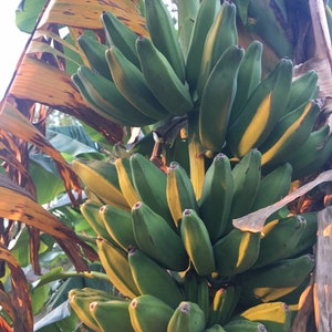 Bananas Assorted Fresh Tropical Fruit IN SEASON image 7