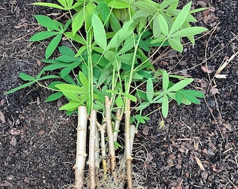 Cassava Cuttings // Yuca Cuttings (Manihot esculenta)