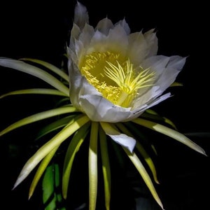 May include: A close-up of a white dragon fruit flower with a bright yellow centre and long, green and yellow petals. The flower is set against a black background, highlighting its delicate details.