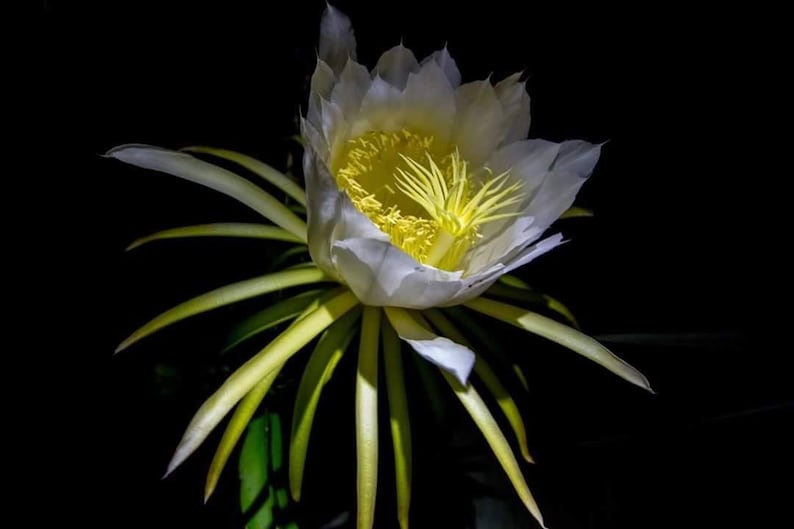 May include: A close-up of a white dragon fruit flower with a bright yellow centre and long, green and yellow petals. The flower is set against a black background, highlighting its delicate details.