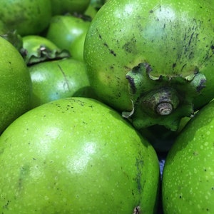 PRE-ORDER Black Sapote (Chocolate Pudding Fruit) -- Fresh Tropical Fruit -- Ships DECEMBER