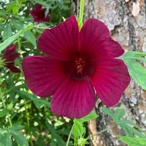 Monarch Rosemallow Seeds (Hibiscus radiatus)