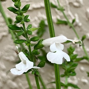 White Salvia Seeds