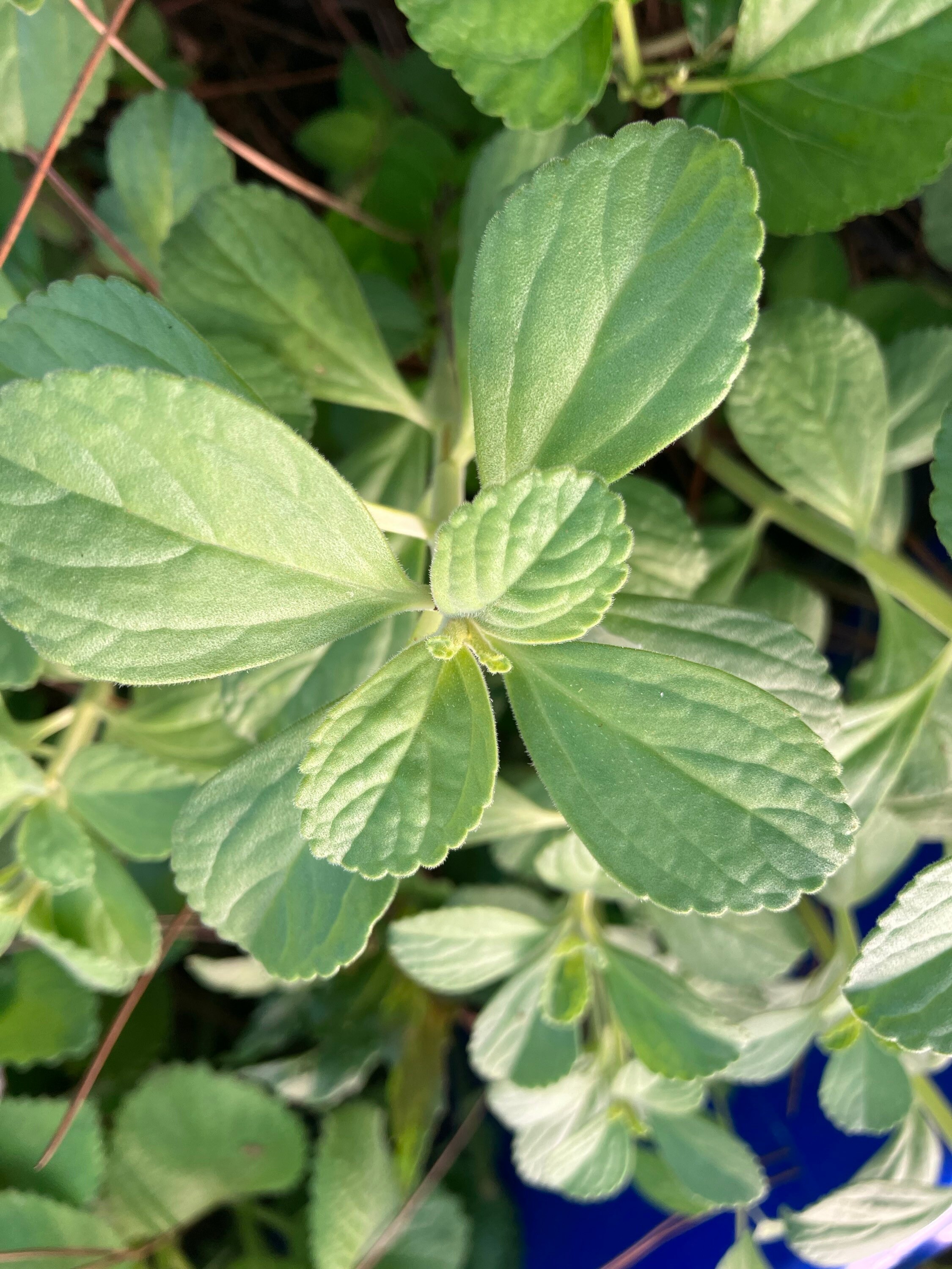 Scaredy Cat plant Coleus Canina keep cats out of your garden - Portugal